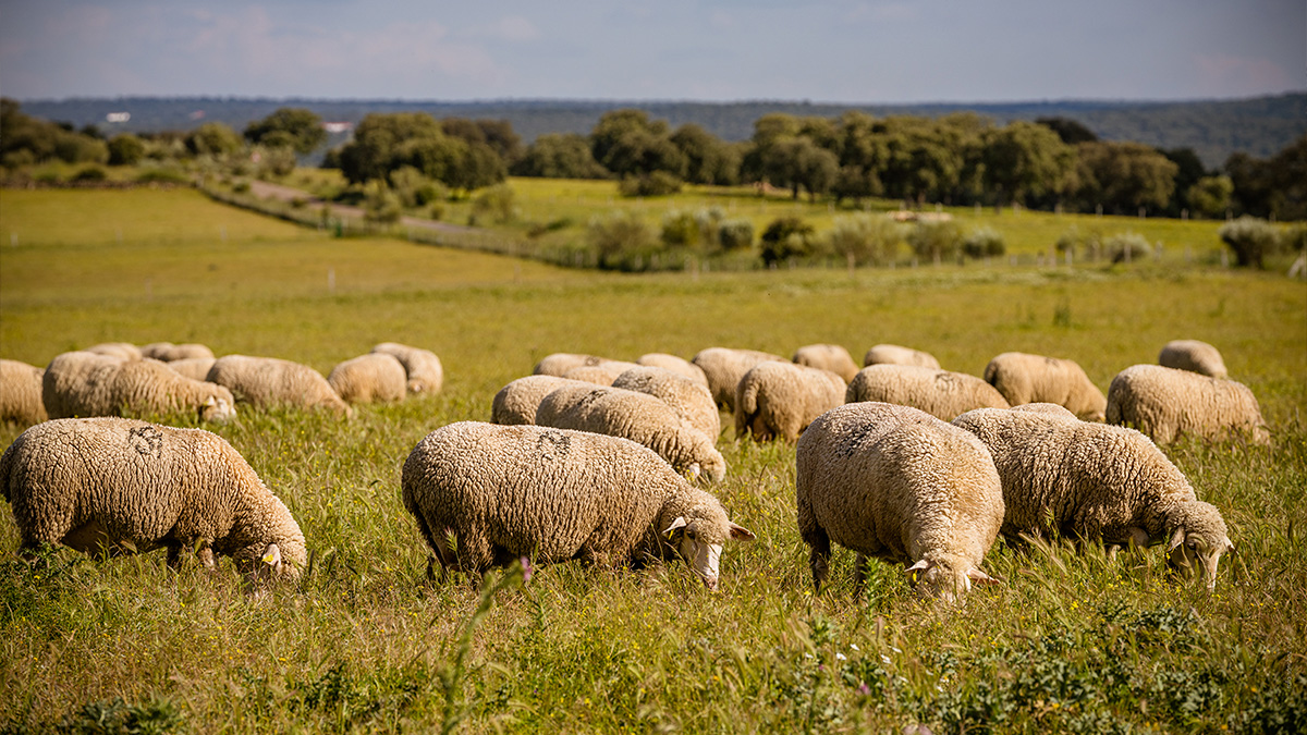 Campo02