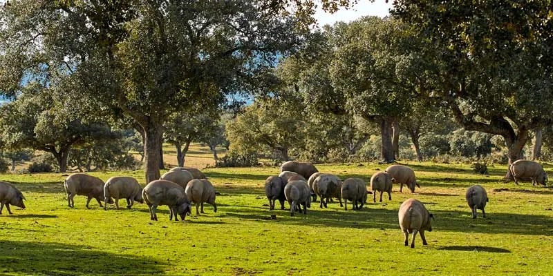 Campo01